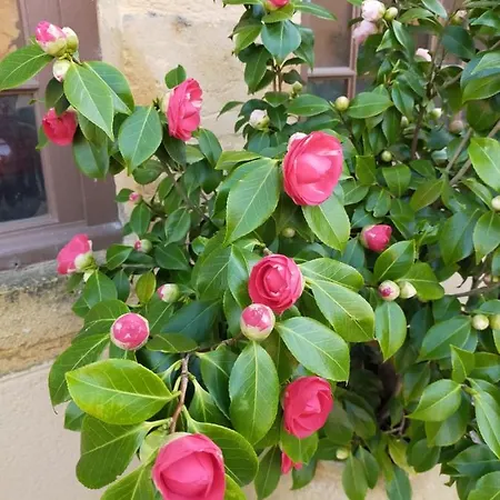 Chateau De La Venerie Bed & Breakfast *